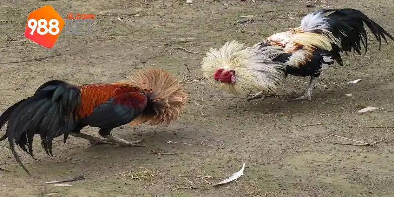 Cách Nạp Carbo Cho Gà Đá 988bet - Bí Quyết Khỏe Mạnh, Dẻo Dai 1 Tổng quan cách nạp carbo cho gà đá 988bet