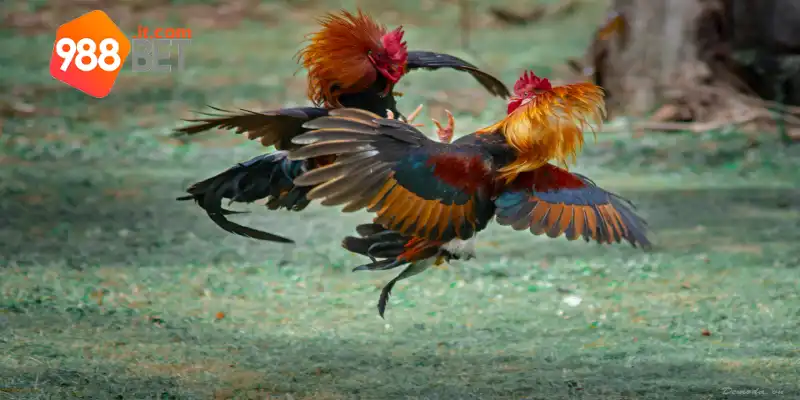 Cách Nạp Carbo Cho Gà Đá 988bet - Bí Quyết Khỏe Mạnh, Dẻo Dai 2 Vì sao cần nạp carb cho gà chiến