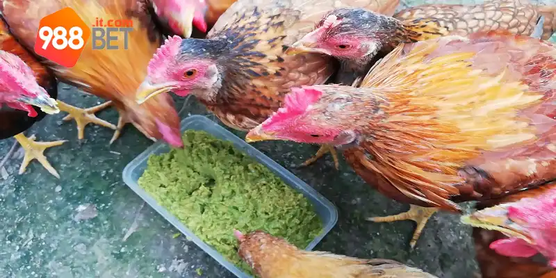 Cách Nạp Carbo Cho Gà Đá 988bet - Bí Quyết Khỏe Mạnh, Dẻo Dai 3 Các nguyên liệu cơ bản để nạp cho gà