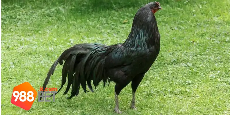 Các giống gà đá xuất sắc nhất tại những trận đấu