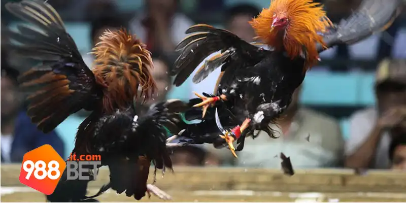 Đôi nét về Đá gà Thomo 988Bet