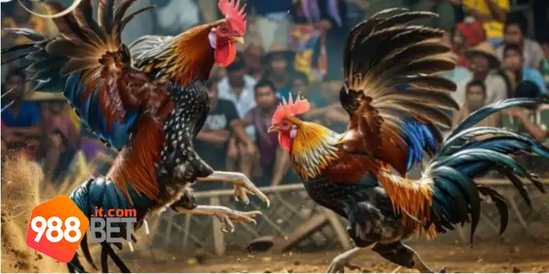 Đánh giá hình thức cược đá gà Thomo tại 988Bet